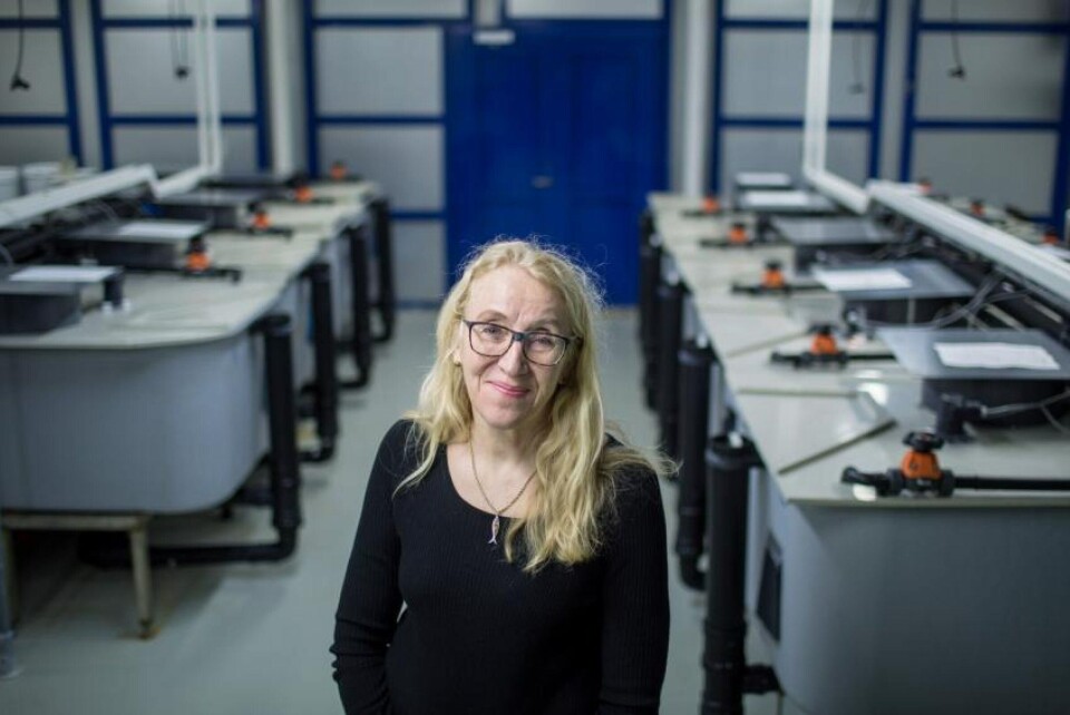 Veterinærinstituttets bergensavdeling flytter i løpet av året inn på Marineholmen og blir naboer med et svært kompetent marint forskningsmiljø. Fagdirektør Brit Hjeltnes besøkte i februar blant annet Industrilaboratoriet. Foto Eivind Senneset. Veterinærinstituttets bergensavdeling flytter i løpet av året inn på Marineholmen og blir naboer med et svært kompetent marint forskningsmiljø. Fagdirektør Brit Hjeltnes besøkte i februar blant annet Industrilaboratoriet. Foto Eivind Senneset.