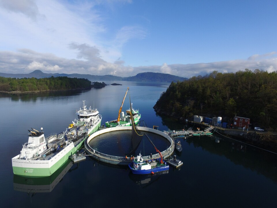 Marine Harvest har flytta laks fra et lukka anlegg til en vanlig merd. Foto: : Kjell Erik Kleveland.