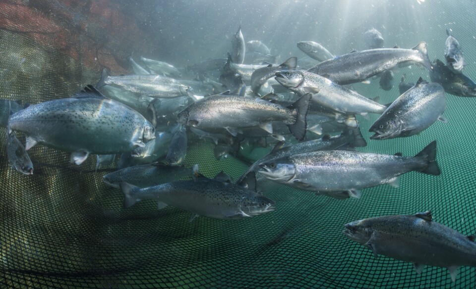 Veramaris vil i sitt første produksjonsår produsere omega 3 fra alger nok til å dekke 15 % av laksenæringens behov. Foto: Veramaris / Uli Kunz. Veramaris vil i sitt første produksjonsår produsere omega 3 fra alger nok til å dekke 15 % av laksenæringens behov. Foto: Veramaris / Uli Kunz.