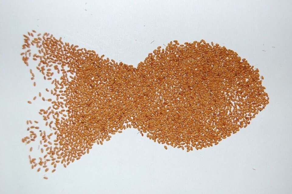 Oppdrettslaksen inneholder som regel mindre Omega-3 enn villaksen gjør på grunn av forskjeller i kostholdet. Men rimelige planteoljer kan gjøre noe med saken. Foto: Rothamsted Research Oppdrettslaksen inneholder som regel mindre Omega-3 enn villaksen gjør på grunn av forskjeller i kostholdet. Men rimelige planteoljer kan gjøre noe med saken. Foto: Rothamsted Research