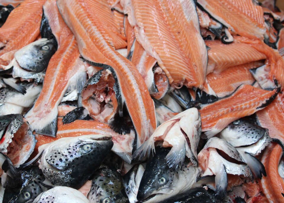 Store mengder fiskeavfall har skapt grunnlag for et bioraffineri i Hirtshals. Foto Terje Engø