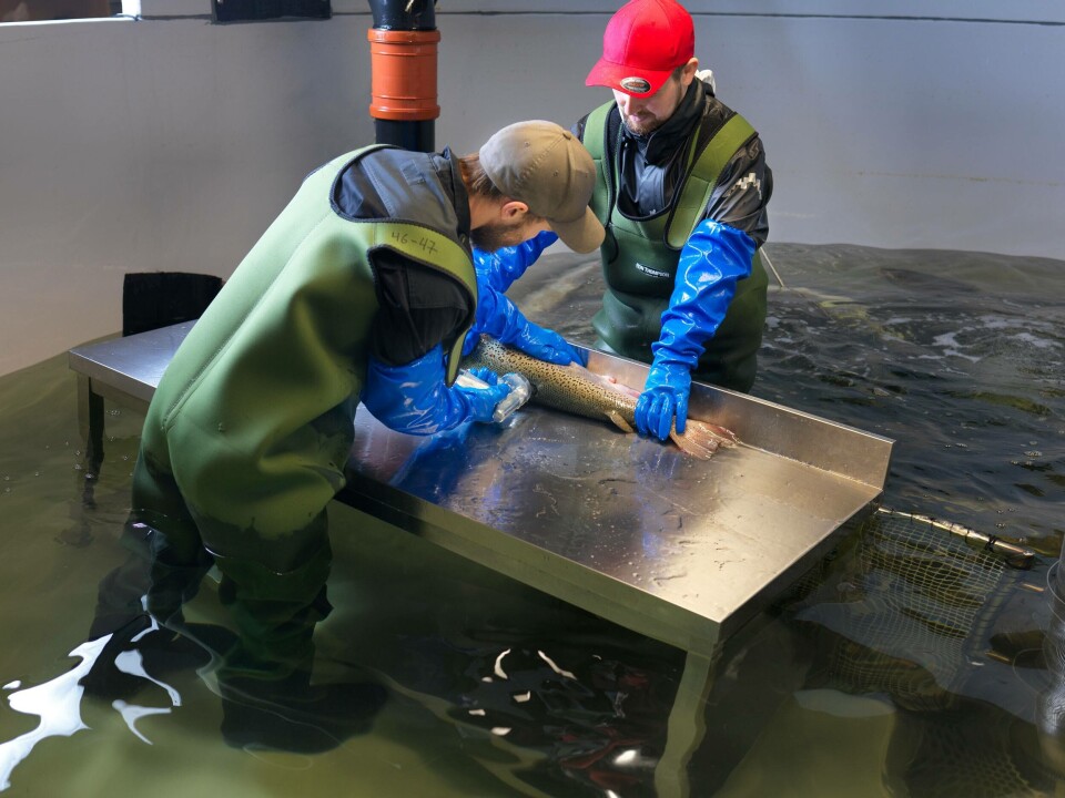 Det unike landbaserte anlegget SalmoBreed salten er inndelt i fem uavhengige biosikre soner med egne vannsystemer. Dette gjør det til verdens mest biosikre anlegg for stamfisk.