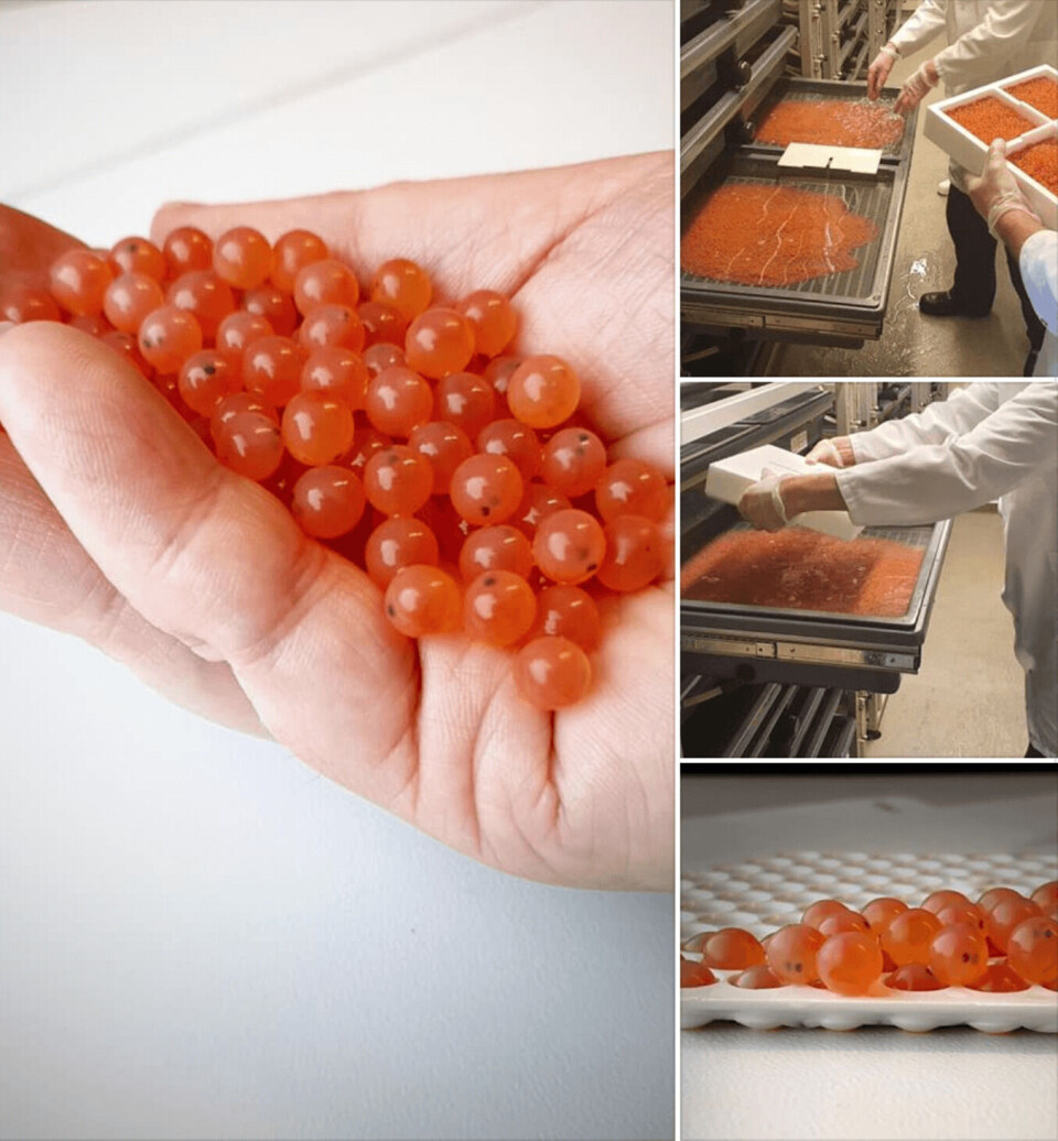 Til tross for pandemi og karantenebestemmelser, leverte Benchmark Genetics denne måneden over 1 million lakserogn til Astafjord Smolt AS. Kravene til biosikkerhet er alltid blant de strengeste.