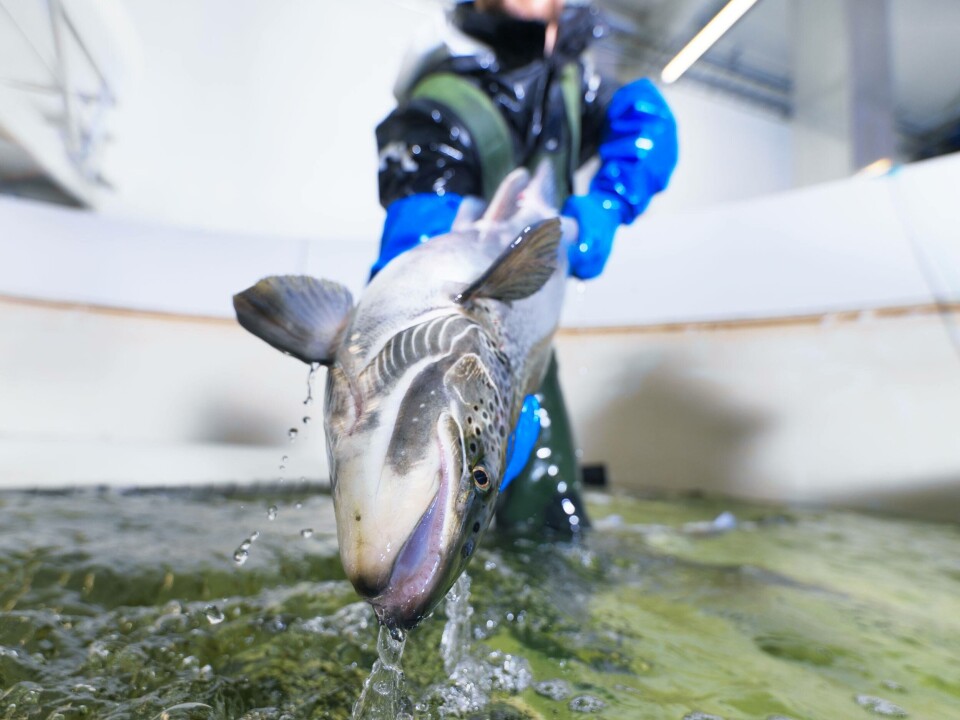 Biosikkerhet i stamfiskproduksjonen: - En forutsetning for bærekraftig lakseproduksjon