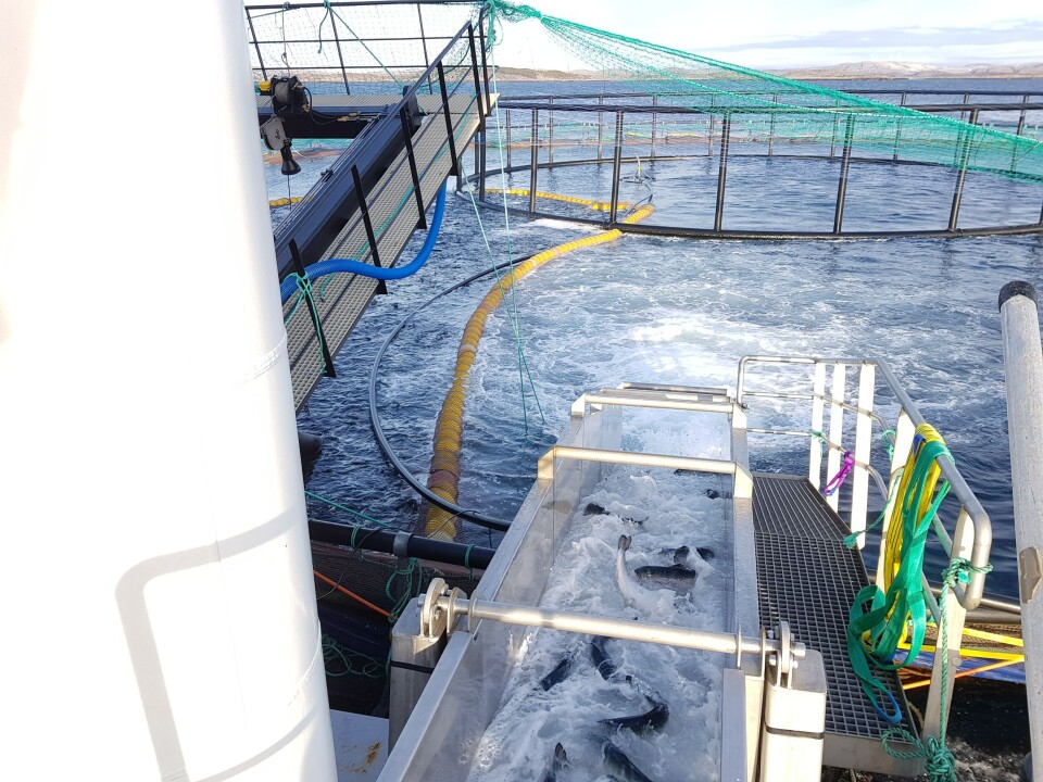 Det er hektisk om bord avlusingslekterene til Hydrolicer, når det pågår avlusingsoperasjoner, og Flesnes sier at fiskevelferden er svært viktig når man driver med avlusinger. Foto: Hydrolicer. Klikk for større bilde. Det er hektisk om bord avlusingslekterene til Hydrolicer, når det pågår avlusingsoperasjoner, og Flesnes sier at fiskevelferden er svært viktig når man driver med avlusinger. Foto: Hydrolicer. Klikk for større bilde.