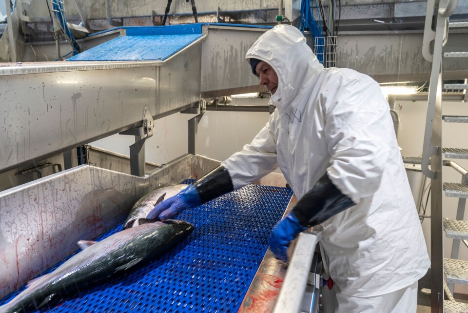 Ved å bli avlivet om bord slipper fisken en potensiell stressende tur, og nok en håndtering på slakteriet. Foto: Napier