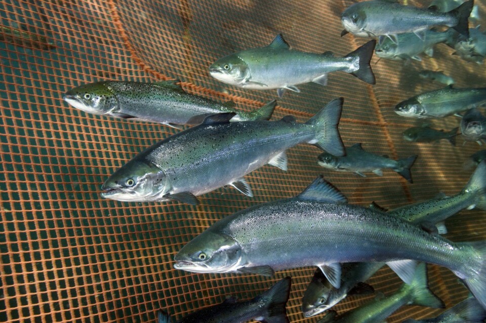 Veterinærinstituttet undersøker hvorfor færre anlegg har fått påvist PD i 2021. Foto: Rudolf Svensen