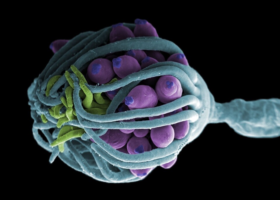 Fjærblomst i forsvarsposisjon. Foto: Jannicke Wiik-Nielsen.