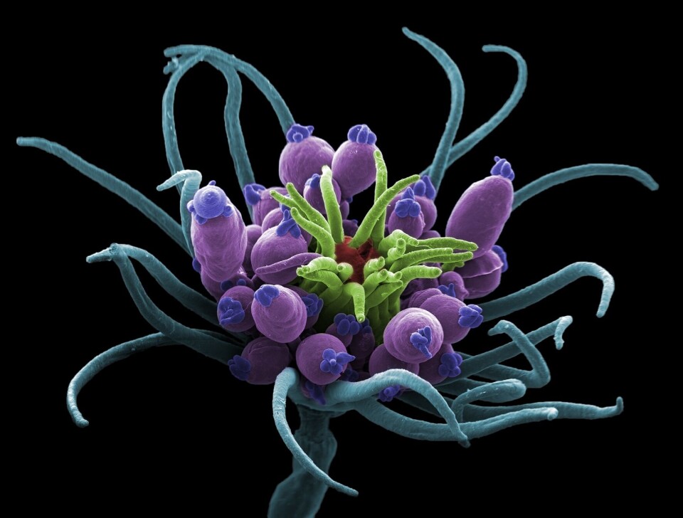 Bilde av en hydroide fra forsøket. Nesledyret Ectopleura larynx (også kalt fjæreblomst) er en av de dominerende begroingsorganismene i Norge og kan sammenlignes med maneter «på stilk» (bildet er fargebehandlet). Foto Jannicke Wiik-Nielsen