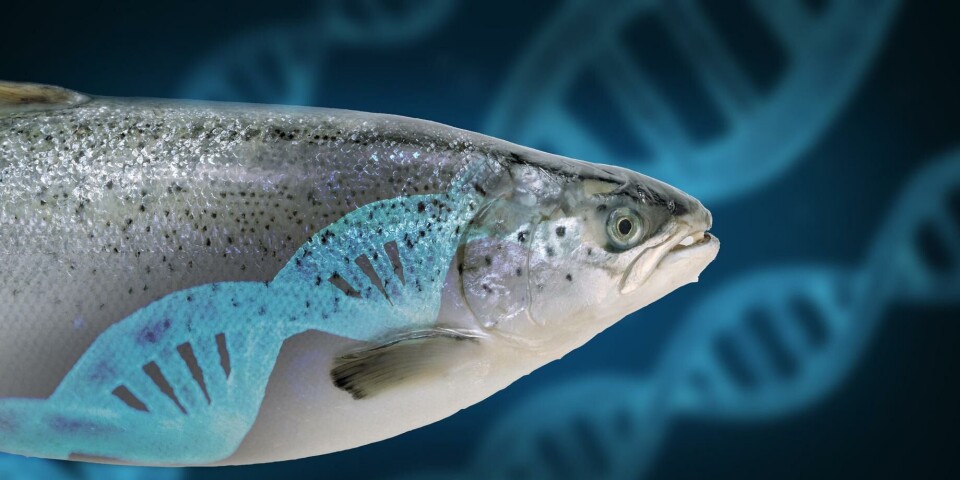 Franske forskere har beskrevet DNA-segmenter som er relatert til resistens mot sykdommen flavobakteriose. Illustrasjon: Salmonexpert.cl