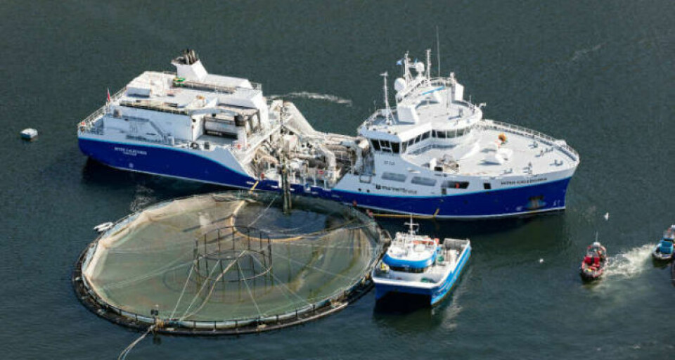 Fartøyet Inter Caledonia eies av Intership, og opererer i Skottland for Marine Harvest. Foto: Intership.