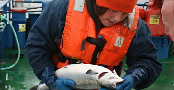 Forskere vil utvikle globalt fiskehelseverktøy