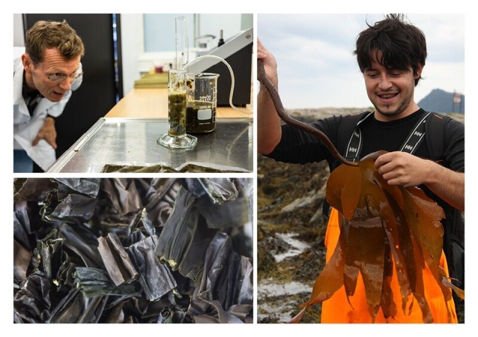 Det nye prosjektet har fått navnet SusKelpFood og har som mål å gjøre det mulig å bruke tang og tare som ingrediens i storskala matproduksjon. Foto: Møreforskning Det nye prosjektet har fått navnet SusKelpFood og har som mål å gjøre det mulig å bruke tang og tare som ingrediens i storskala matproduksjon. Foto: Møreforskning