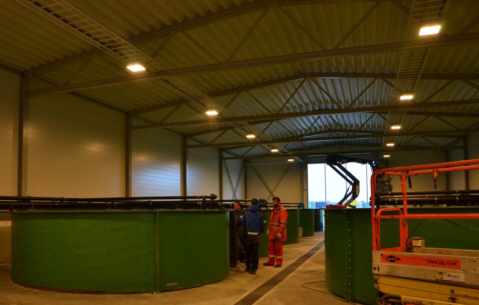 Den nye stamfiskhallen til HMY, der de skal ha berggylte tar form. Foto: Linn Therese Skår Hosteland.