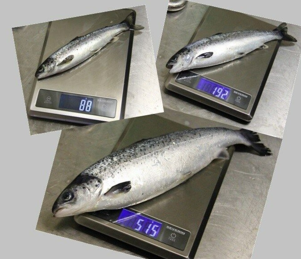 Hiddenfjord har i flere år jobbet med å få smolten større, og har gått fra 88 gram til rundt 515 gram. Gjennomsnittstørrelsen er enda 300 gram i sjø, men selskapet håper at dette skal gå opp til 500 i løpet av kort tid. Den største smolten de har produsert er hele 650 gram. Foto: Hiddenfjord.