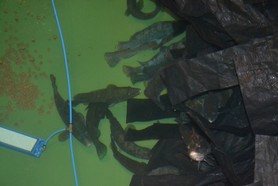 Fremover skal de avle på hunner og ta inn villfangede hanner i stamfisk-produskjonen. Foto: Linn Therese Skår Hosteland.