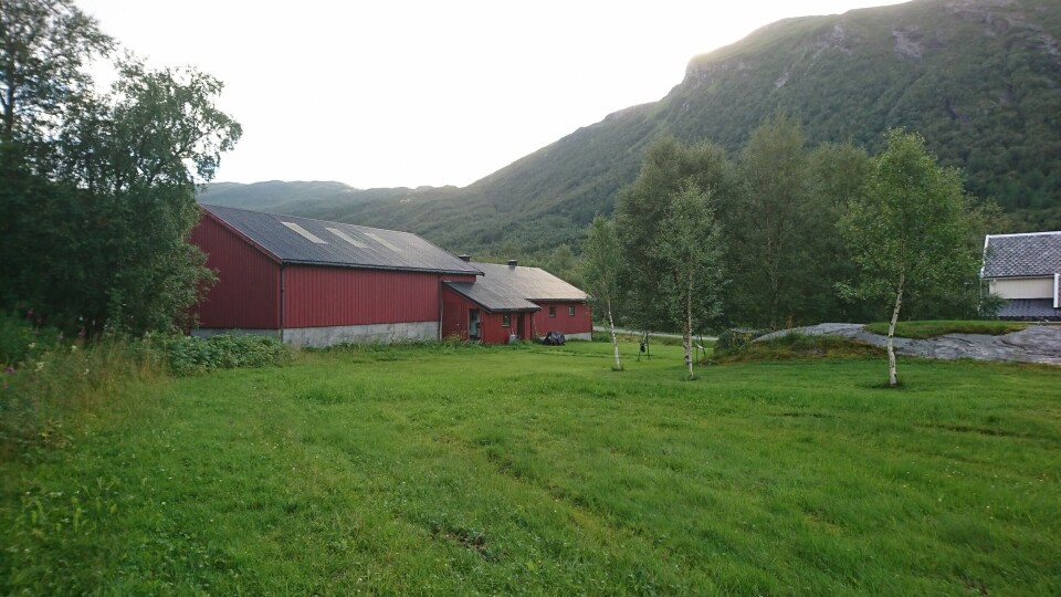 Etter drøye tre måneder i 'algefjøset' skal taren være klar til utsett i sjø. Foto: Polaralge.