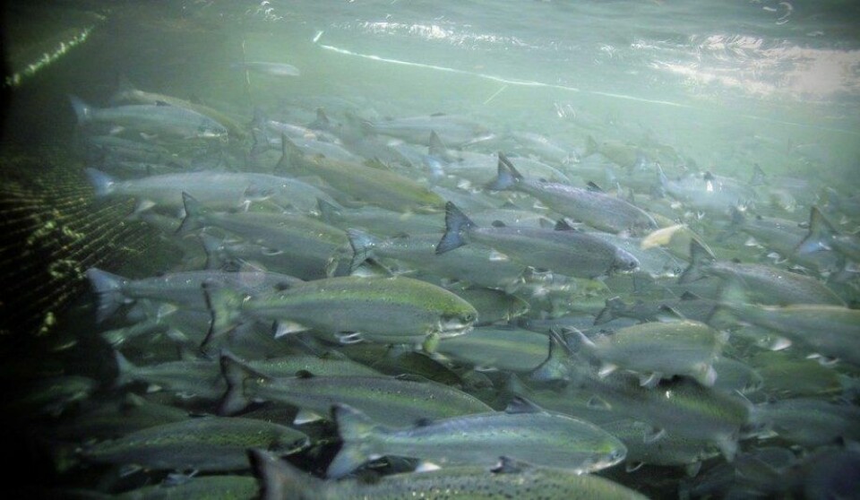 Endringer i fôret påvirker hva fiskefileten vi spiser inneholder. Illustrasjonsfoto: Havforskningsinstituttet