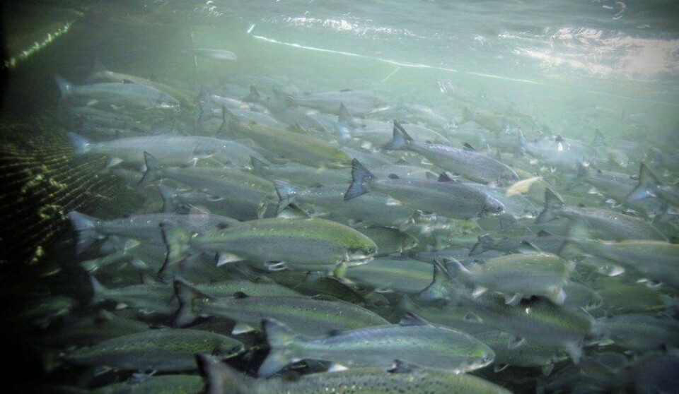 Endringer i fôret påvirker hva fiskefileten vi spiser inneholder. Illustrasjonsfoto: Havforskningsinstituttet Endringer i fôret påvirker hva fiskefileten vi spiser inneholder. Illustrasjonsfoto: Havforskningsinstituttet