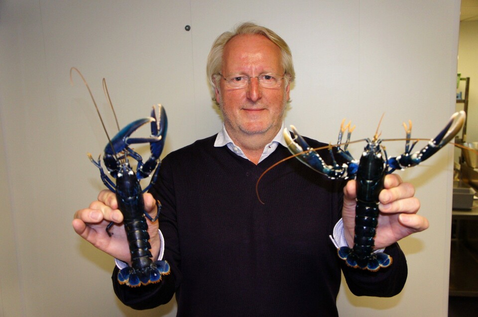 Gourmetkokk Eivind Hellstrøm med to hummere fra Norwegian Lobster Farm. Foto: Norwegian Lobster Farm Gourmetkokk Eivind Hellstrøm med to hummere fra Norwegian Lobster Farm. Foto: Norwegian Lobster Farm
