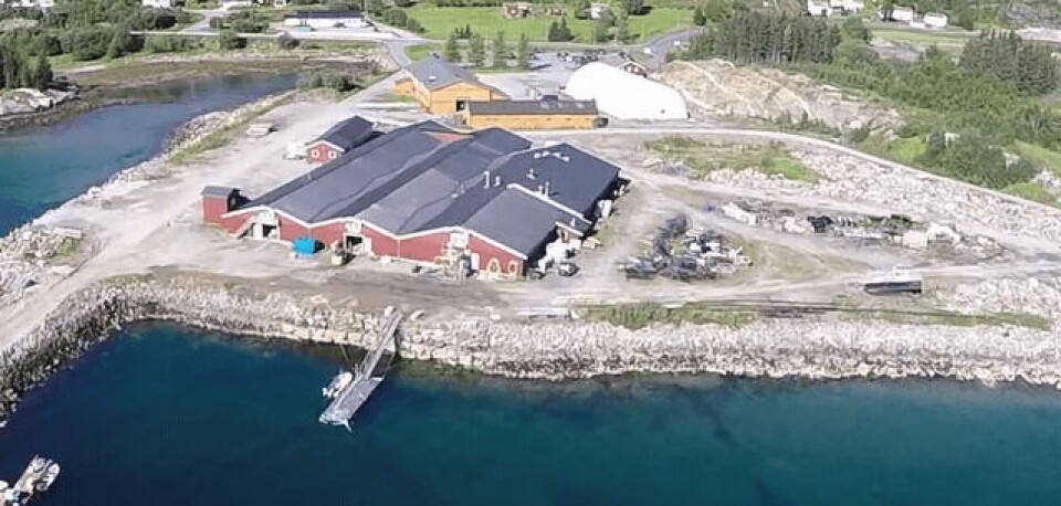 Rognkjeksanlegget til Ecomarin Seafarm AS i Dønna kommune på Helgeland produserer i år en million rognkjeks, sier daglig leder Per Kristian Nordøy til Kyst.no. Foto: Per Kristian Nordøy Rognkjeksanlegget til Ecomarin Seafarm AS i Dønna kommune på Helgeland produserer i år en million rognkjeks, sier daglig leder Per Kristian Nordøy til Kyst.no. Foto: Per Kristian Nordøy