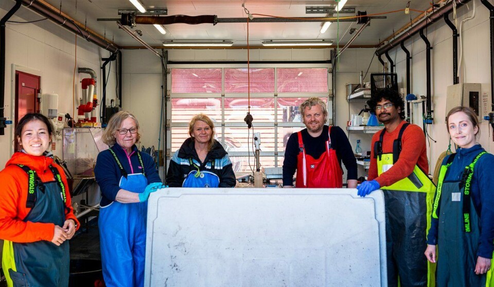 Over to tusen kveiter har blitt merket. F.v: Ida Lee Hansen, Birgitta Norberg, Margareth Møgster, Øystein Sæle, Antony Philip Prabhu og Ania N. Gresset. Foto: Christine Fagerbakke / Havforskningsinstituttet