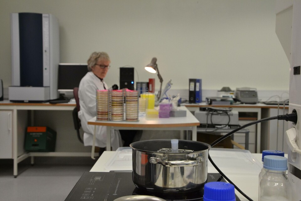 Ved Veterinærinstituttet er diagnostisering en svært sentral arbeidsoppgave. Men hva sier egentlig prøvesvarene?