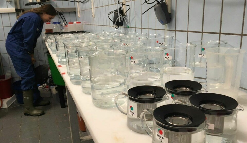 I dette forsøket med hydrogenperoksid undersøker forskerne hvordan hummeryngel blir påvirket om de utsettes for stoffet. Foto: Ann-Lisbeth Agnalt, havforskningsinstituttet.