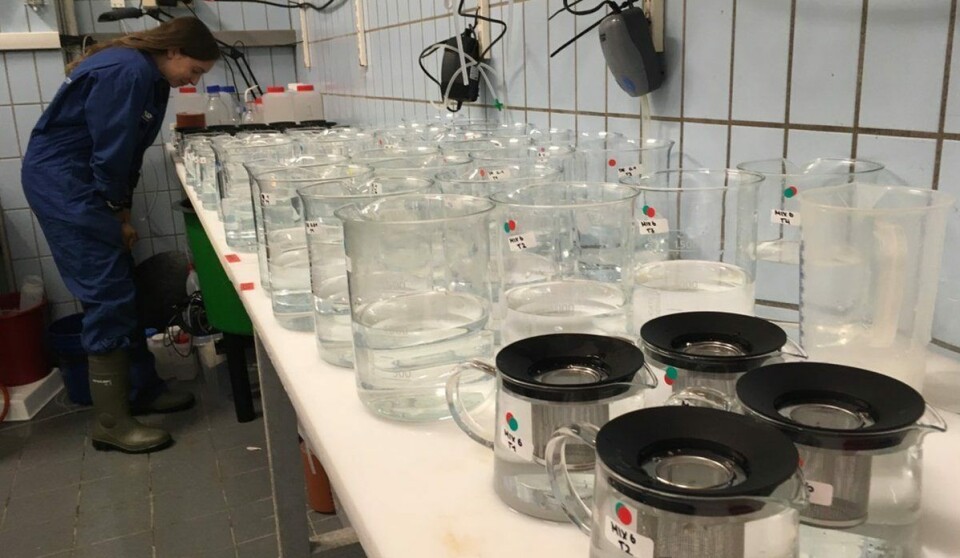 I dette forsøket med hydrogenperoksid undersøker forskerne hvordan hummeryngel blir påvirket om de utsettes for stoffet. Foto: Ann-Lisbeth Agnalt, havforskningsinstituttet. I dette forsøket med hydrogenperoksid undersøker forskerne hvordan hummeryngel blir påvirket om de utsettes for stoffet. Foto: Ann-Lisbeth Agnalt, havforskningsinstituttet.