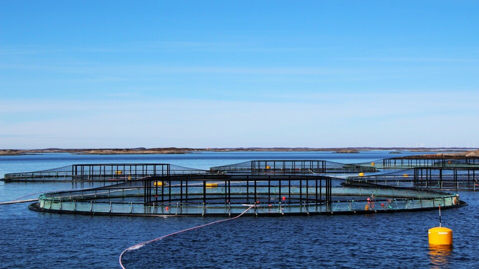 SINTEF Ocean har avlagt rapport på beste praksis for lusetelling på merdkanten. Illustrasjonsfoto: SINTEF.