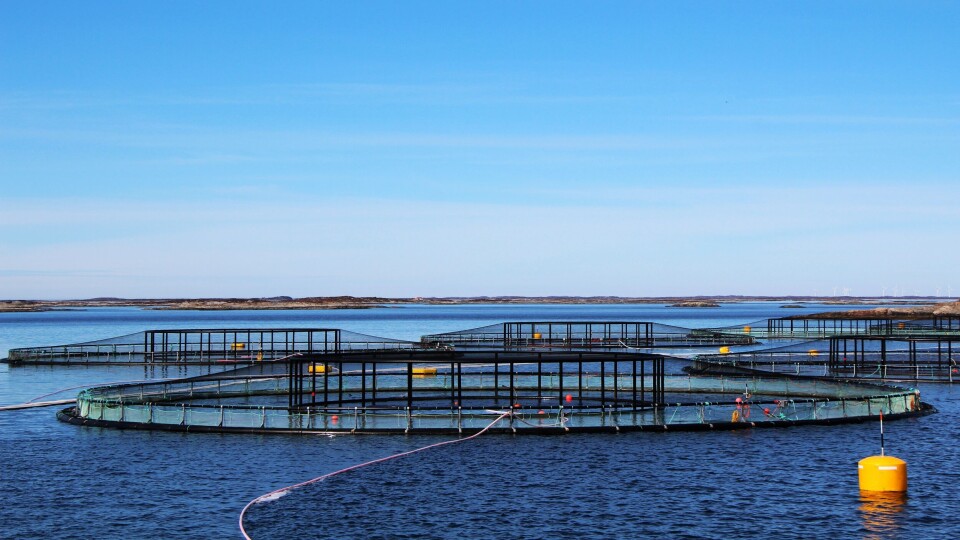 SINTEF Ocean har avlagt rapport på beste praksis for lusetelling på merdkanten. Illustrasjonsfoto: SINTEF. SINTEF Ocean har avlagt rapport på beste praksis for lusetelling på merdkanten. Illustrasjonsfoto: SINTEF.