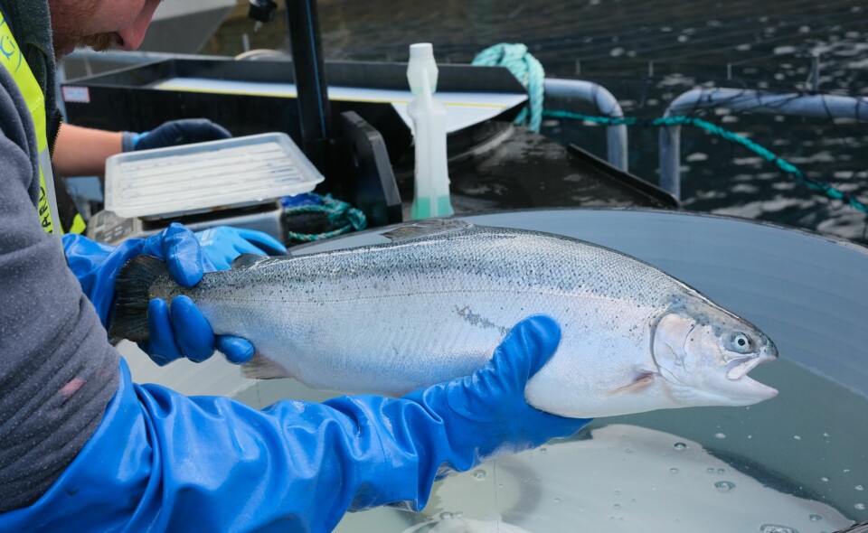 Tiltak som forbedrer fiskevelferden fortjener en egen pris. Derfor har Fiskevelferdsforumet til Veterinærinstituttet og Havforskningsinstituttet gått sammen med Norsk Fiskeoppdrett om å innstifte og dele ut en slik. Det skjer under årets Aqua Nor. Bildet viser bedøvd regnbueørret som velferdsskåres. Foto: Pål Mugaas Jensen
