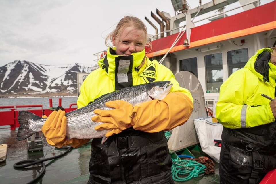 Islandsk Benchmark-rogn ga storfisk produsert på svært kort tid