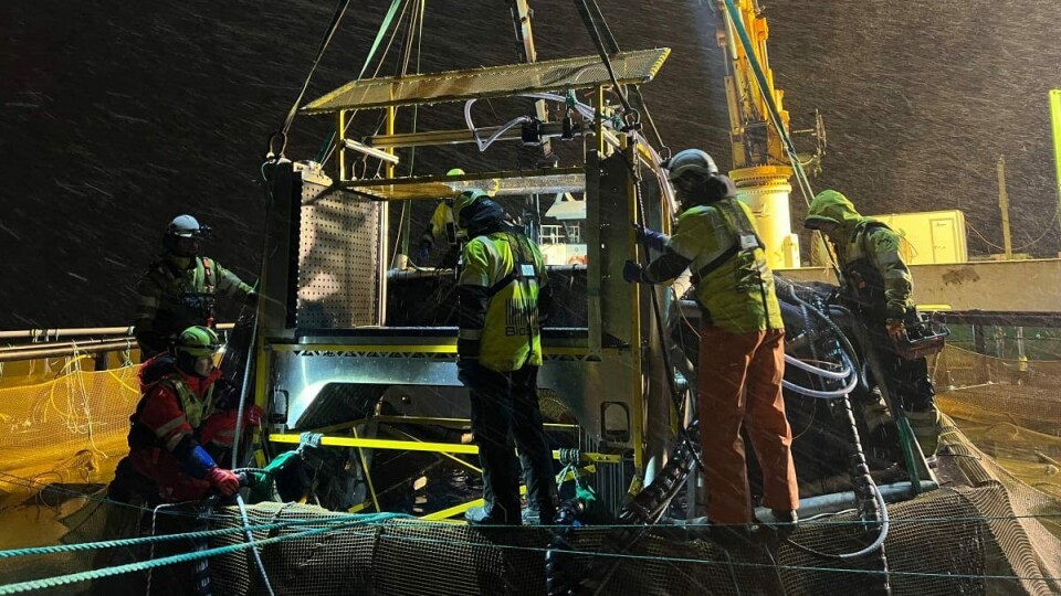 Sorter installeres i merda på Langøyhovden i Vesterålen. Foto: BioSort/Cermaq. Sorter installeres i merda på Langøyhovden i Vesterålen. Foto: BioSort/Cermaq.