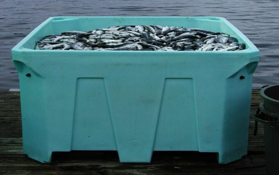IHN er en alvorlig sykdom. Bildet viser dødfisk etter utbrudd hos en canadisk oppdretter på Vancouver Island for noen år siden. Foto: Paul Hardy-Smith, Panaquatic Health Solutions/Global Aquaculture Alliance