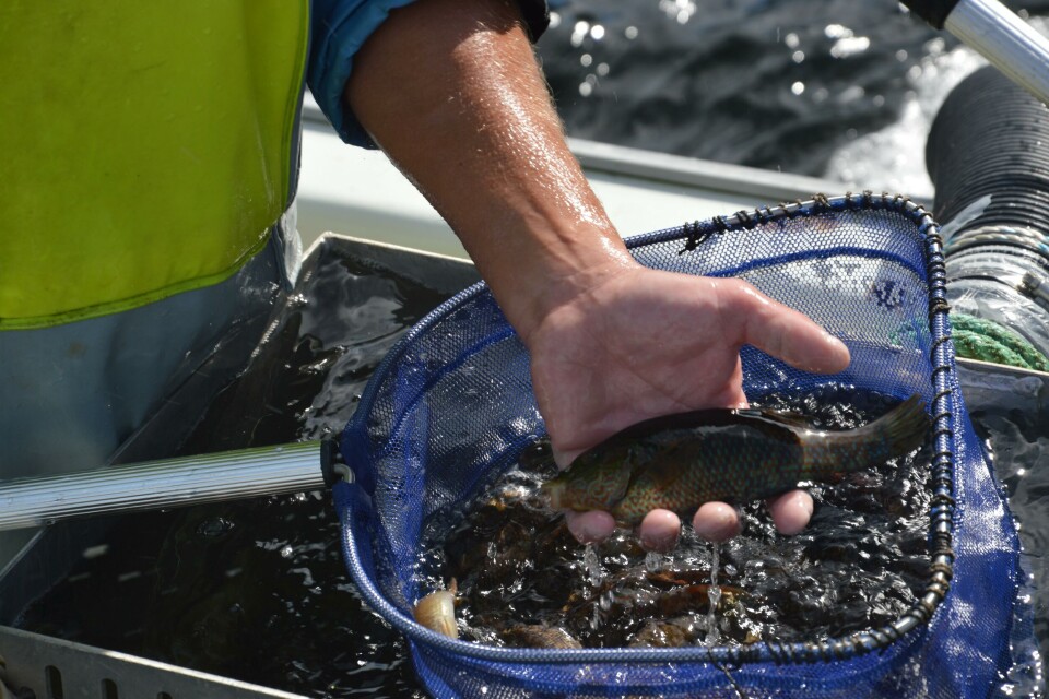Ikkje tillate med bifangst i fiske etter leppefisk
