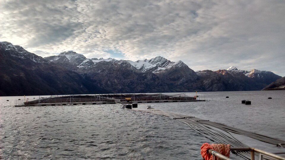 Bilde fra Cermaqs aktivitet i Magallanes. Foto: Cermaq Chile.
