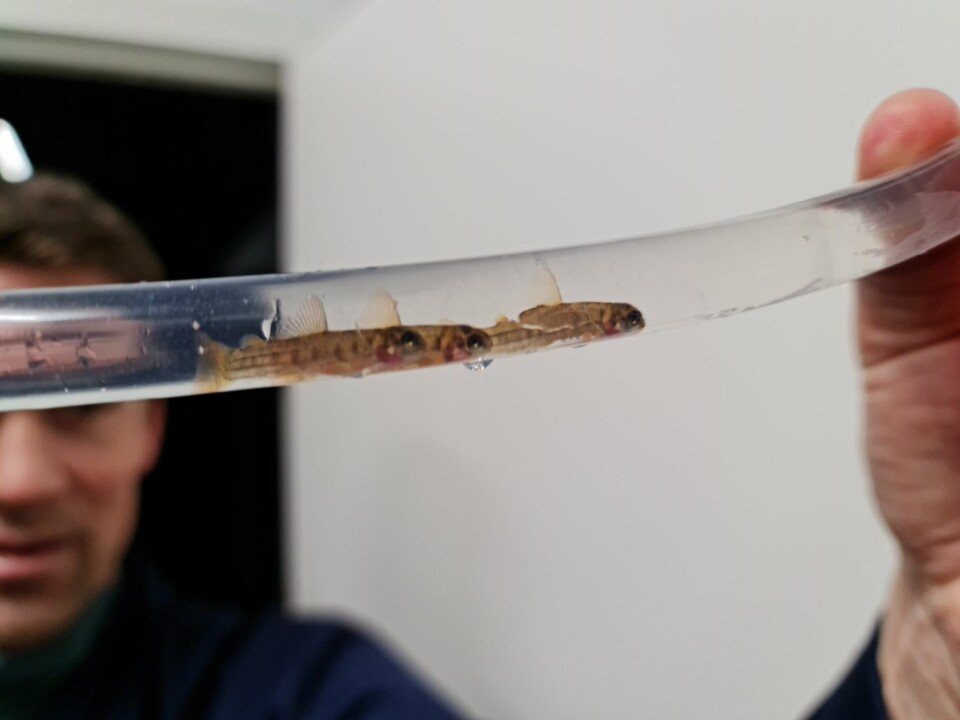 Børge Andreassen, daglig leder ved Salten Smolt, viser fram tre av 5,5 millioner yngel som nå svømmer rundt i det nye anlegget i Breivik. Foto: Salten Smolt Børge Andreassen, daglig leder ved Salten Smolt, viser fram tre av 5,5 millioner yngel som nå svømmer rundt i det nye anlegget i Breivik. Foto: Salten Smolt