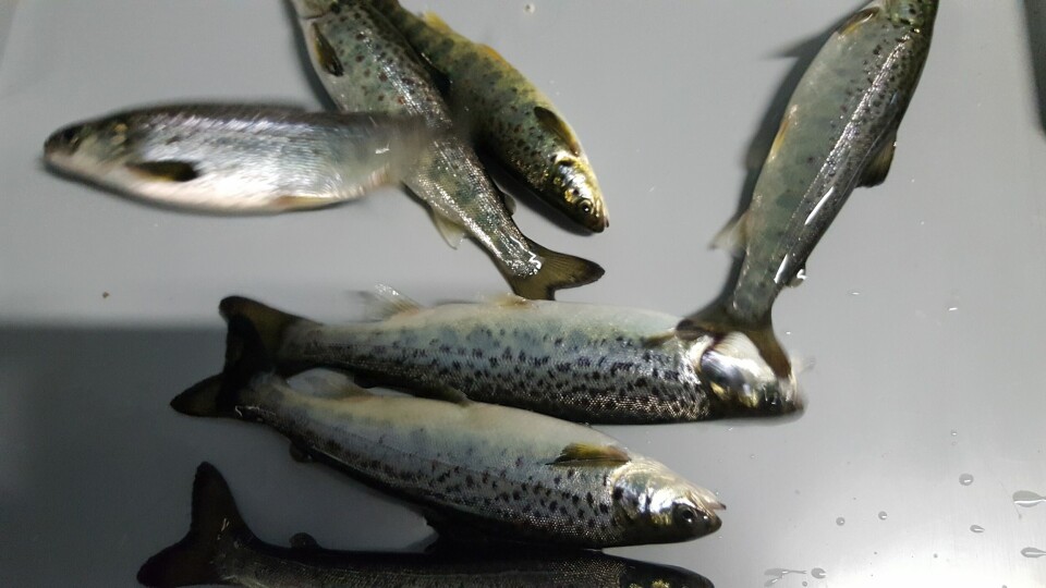 Salmobreed fisk i Fyrkjelen på Sævareid, som skal bli stor høstsmolt. Foto: Sævareid Fiskeanlegg.