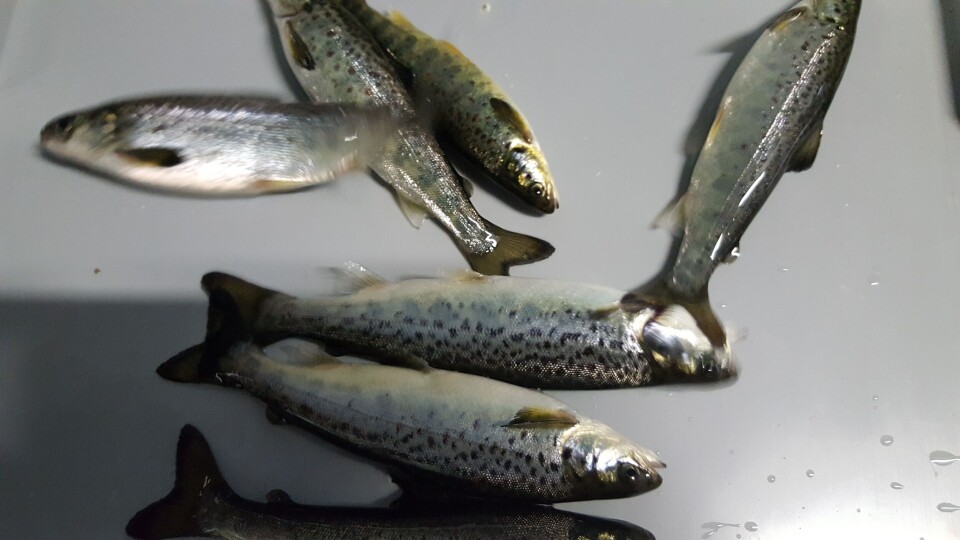 Salmobreed fisk i Fyrkjelen på Sævareid, som skal bli stor høstsmolt. Foto: Sævareid Fiskeanlegg. Salmobreed fisk i Fyrkjelen på Sævareid, som skal bli stor høstsmolt. Foto: Sævareid Fiskeanlegg.