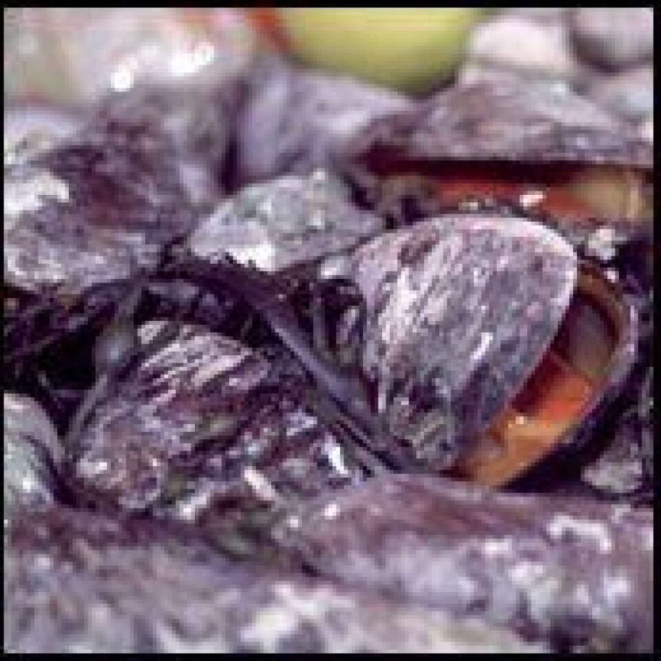 Blaskjell7