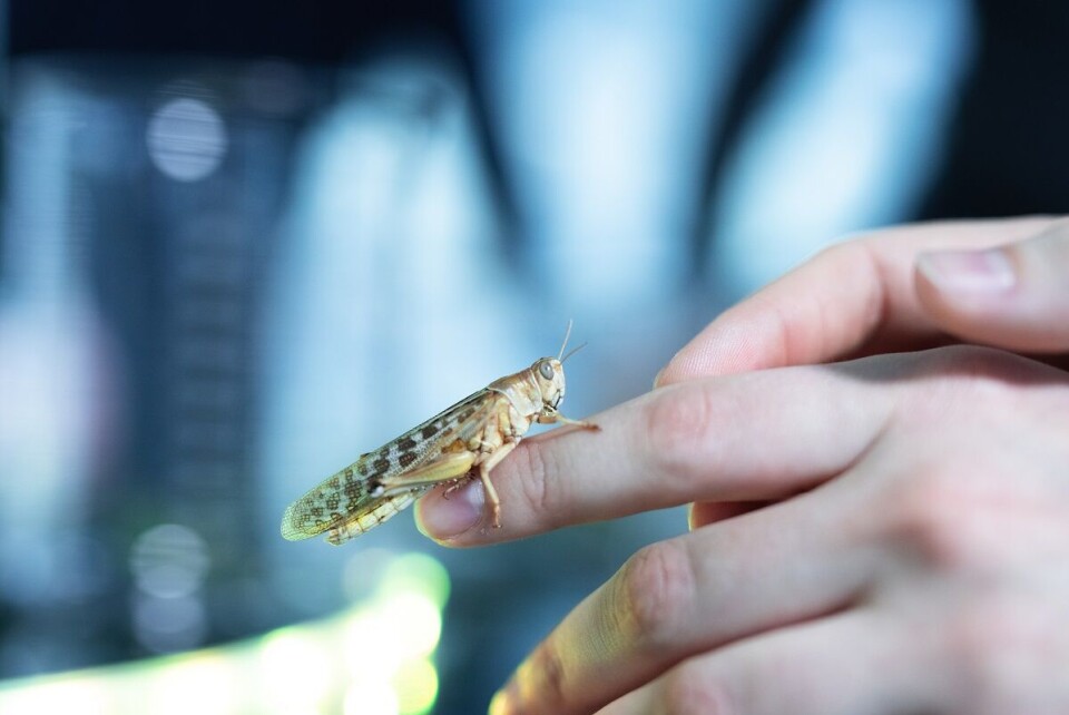 Gresshoppene til Metapods vil mates med rester fra brød- og bryggeriproduksjon som ellers ville endt opp som avfall. Foto: Metapod