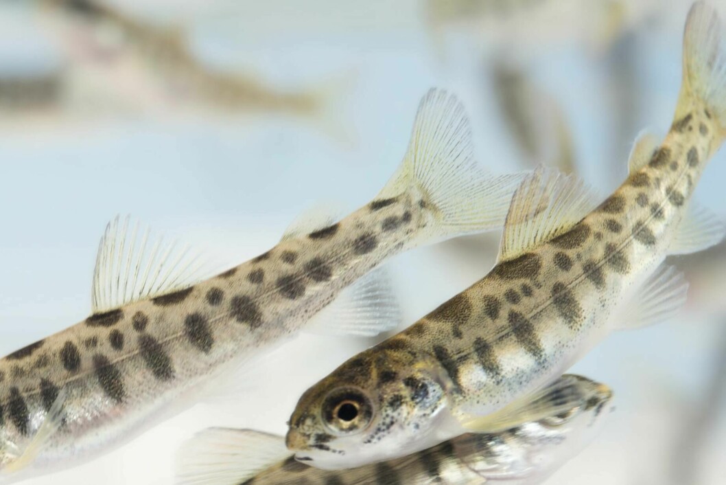 Fisk i settefiskfasen er mest utsatt for IPN. Med funnet av en QTL som ga sterk genetisk motstand mot sykdommen har hundrevis av millioner av fisk blitt spart for alvorlig sykdom. Foto: AquaGen
