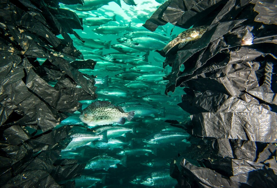 Rensefisk med skjul. Foto: Egersund Net.