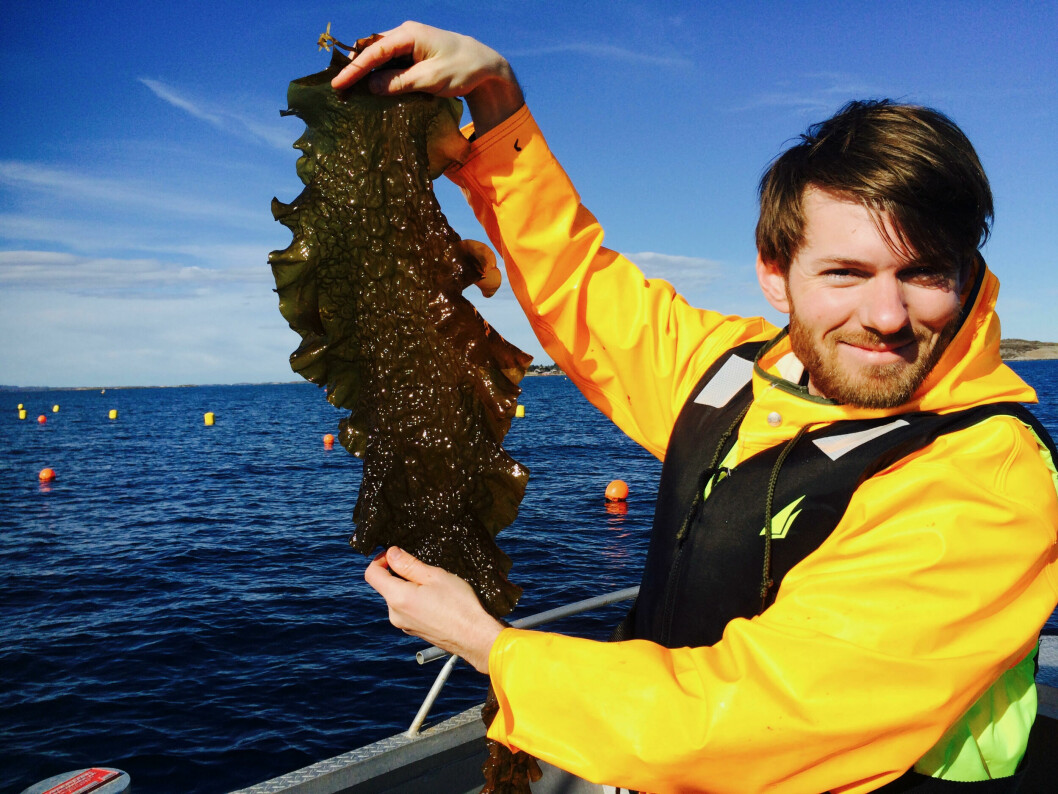 Daglig leder Jon Funderud viser frem noe av taren de tidligere har høstet. Foto: Seaweed Solutions AS.