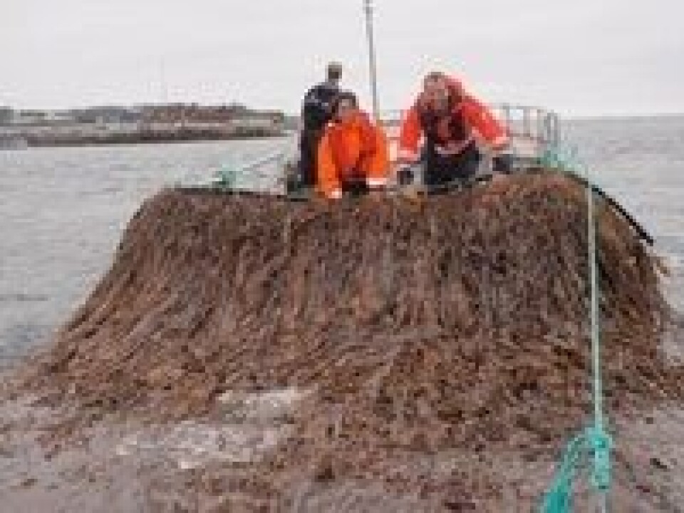 Bakken har holdt på med tang og tare siden han var 13 år. Foto: Biomarine.org