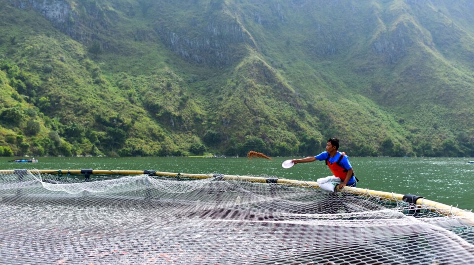 Fôring av Tilapia i Lake Toba, Indonesia. Foto: Regal Springs