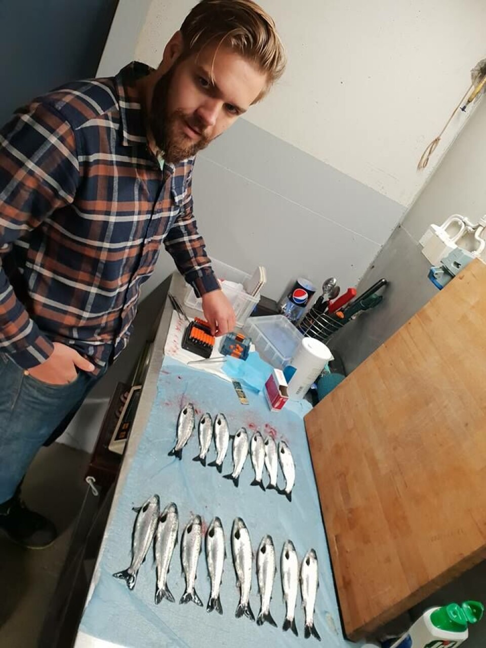Her tas det prøvar av hjertet til smolten som skal sendast inn for PD-screening. Foto: Sulefisk. Her tas det prøvar av hjertet til smolten som skal sendast inn for PD-screening. Foto: Sulefisk.