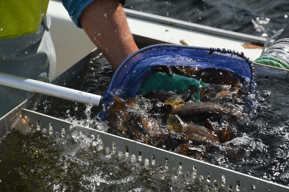 Leppefisk hos Bolaks. Foto: Therese Soltveit.