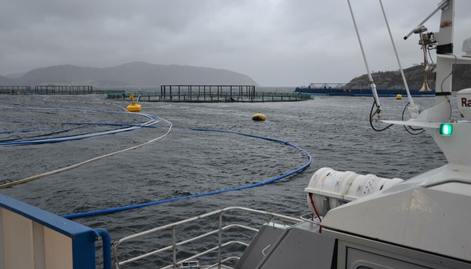 Mattilsynet har merket seg spesielt tre helseutfordringer i fjoråret: skader ved avlusningsoperasjoner, kompleks gjellesykdom og vintersår. Mattilsynet har merket seg spesielt tre helseutfordringer i fjoråret: skader ved avlusningsoperasjoner, kompleks gjellesykdom og vintersår.